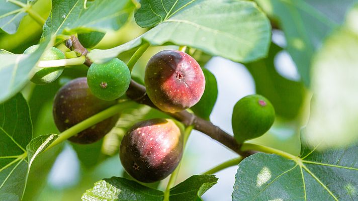 España Directo - ¡Los mejores higos, los de Cebolla!