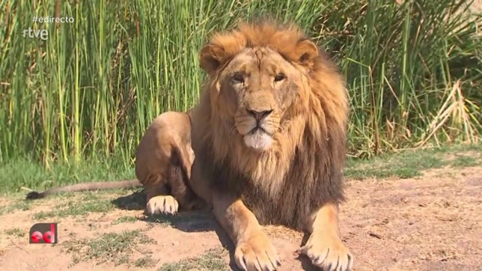 Ruta por el Safari de Madrid | Ver