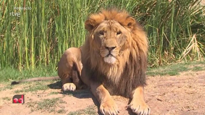 España Directo - El rugir de la sabana en Madrid