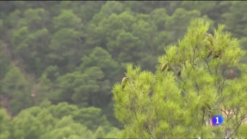 L'Informatiu Comunitat Valenciana 2 - 12/08/21 ver ahora