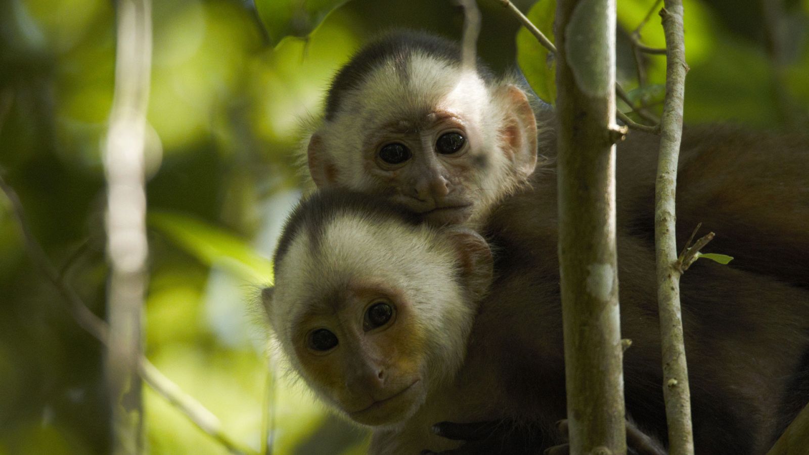 En la Colombia salvaje - Episodio 1: La historia de un capuchino - ver ahora
