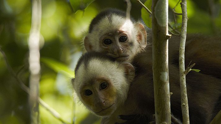 En la Colombia salvaje - La historia de un capuchino