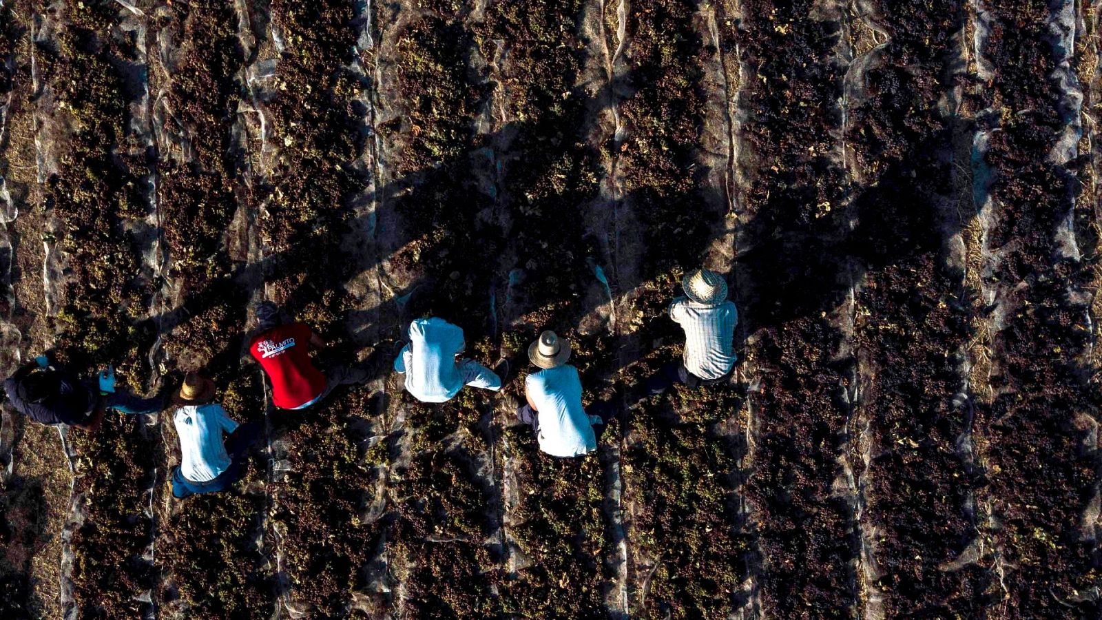 Comienza la vendimia adelantada por el calor | Ver