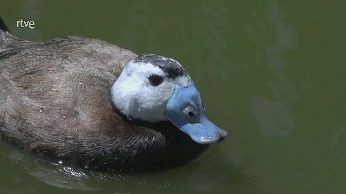 ¡Qué animal! - Las lagunas del sur de Córdoba
