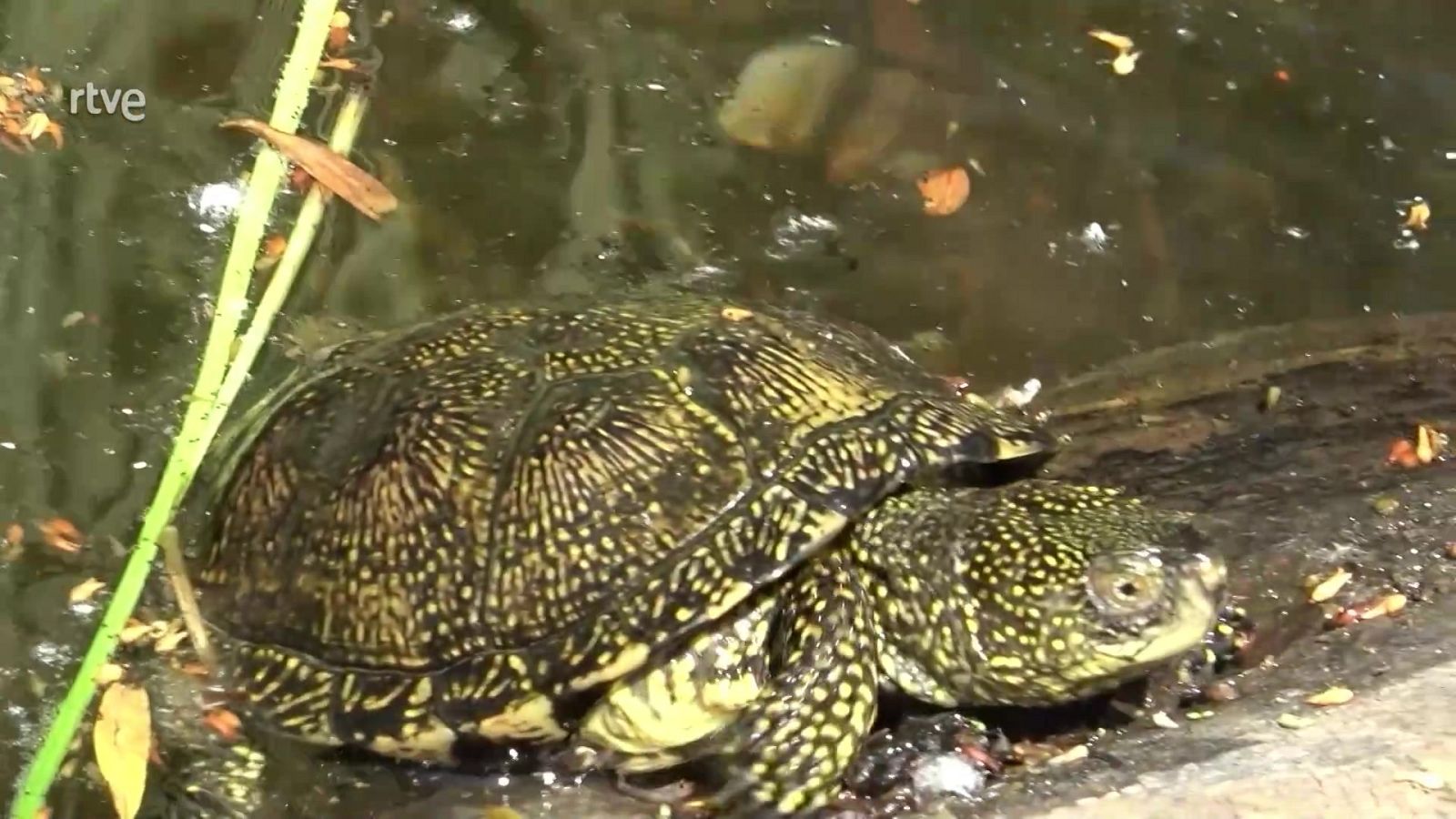 ¡Qué animal! - Tablas de Daimiel - ver ahora