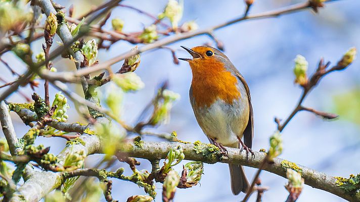 Telediario Fin de Semana - Los sonidos de la naturaleza