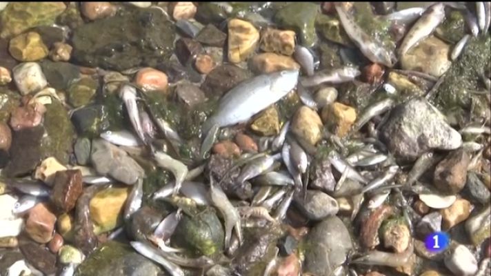 Noticias Murcia - Aparecen cientos de peces muertos en la cuenca sur del Mar Menor