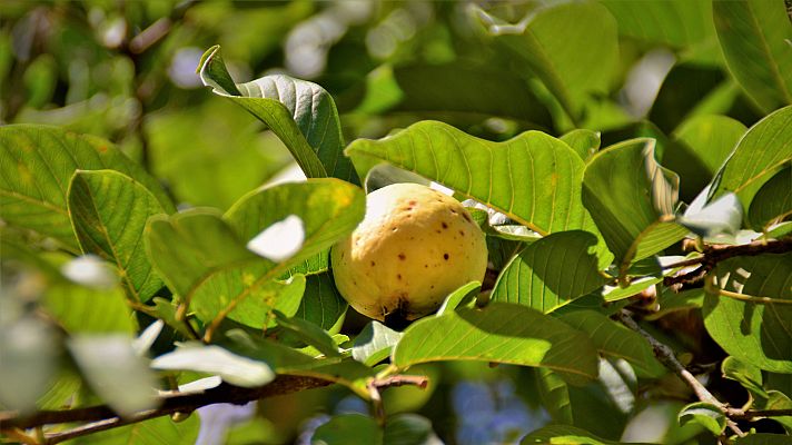 Aquí la Tierra - Las hojas de los árboles tropicales tienen propiedades