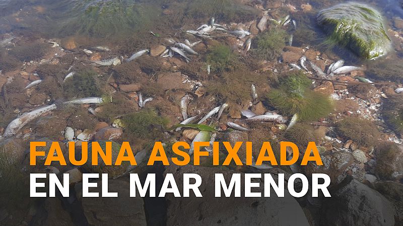 MAR MENOR: vuelven a aparecer peces afixiados en la orilla