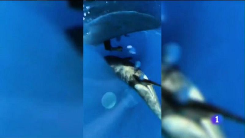 Incidentes con orcas en Cádiz - Noticias Andalucía | Ver