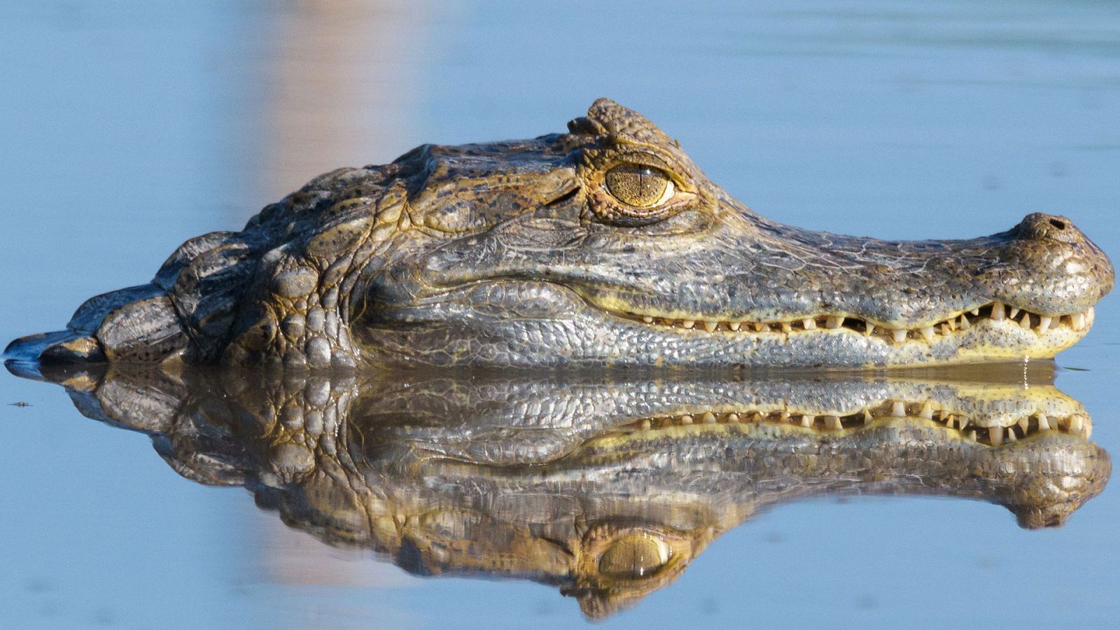 En la Colombia salvaje - Episodio 3: Los guerreros de Los Llanos - ver ahora