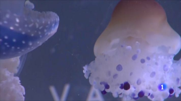 L'Informatiu - Més meduses en els pròxims anys per l'augment de la temperatura de l'aigua
