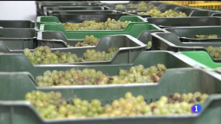 Noticias Murcia - Un nuevo vino universitario sale a la venta