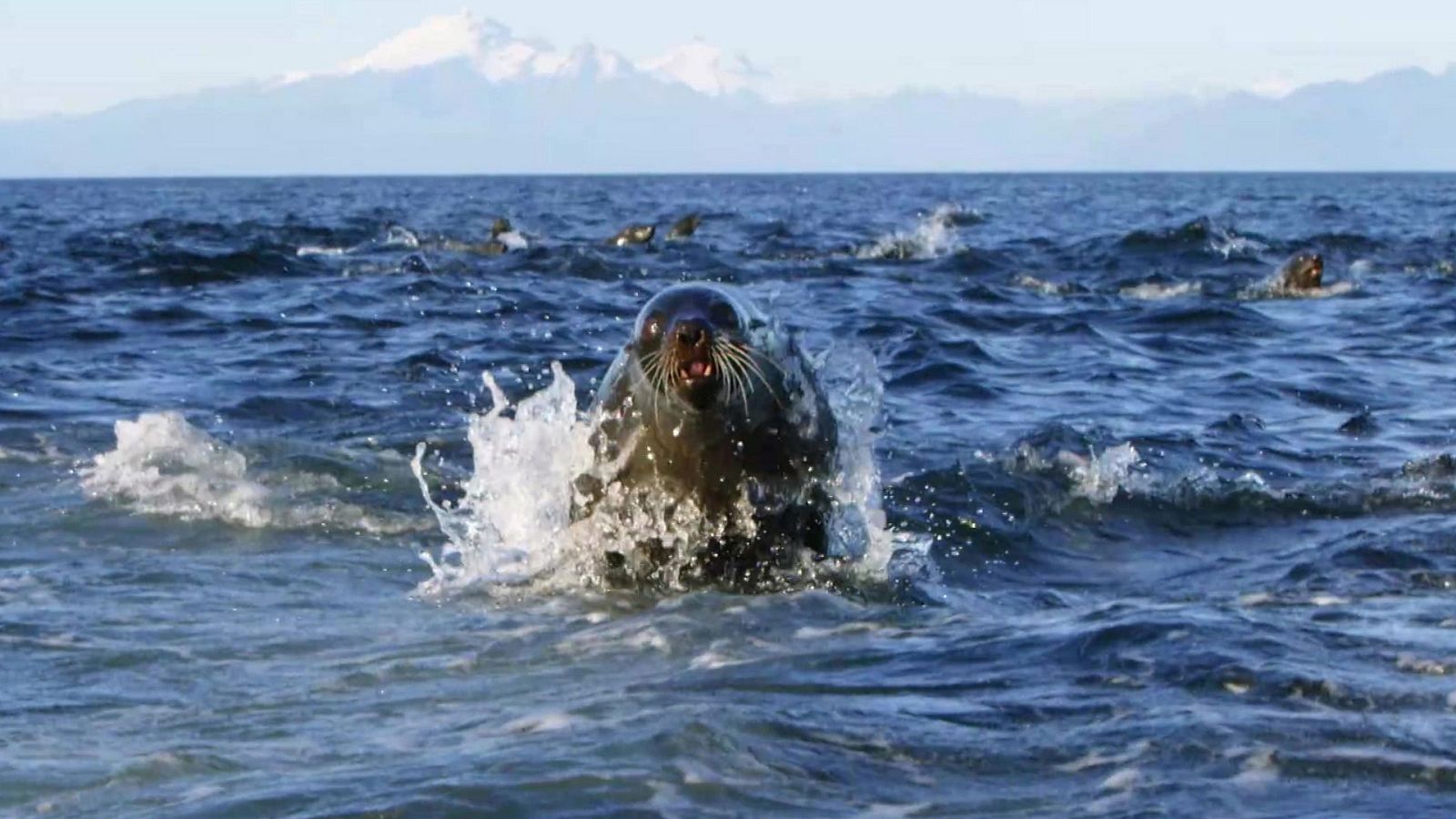 Chile salvaje - Episodio 2: Una tierra ancestral - ver ahora