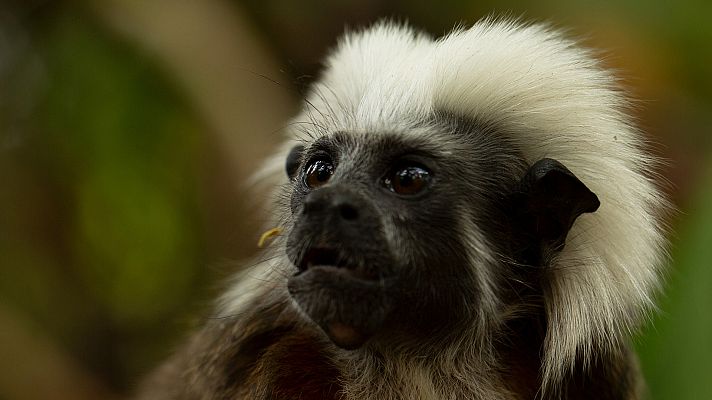 En la Colombia salvaje - Buscando una familia
