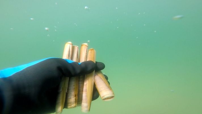 España Directo - La captura del longueiron en Finisterre