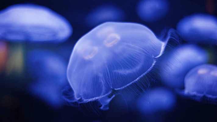 Telediario 1 - Una plaga de medusas, algunas gigantes, invade la Costa del Sol