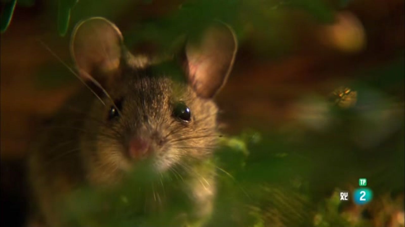 Som documentals - Cursa de rates