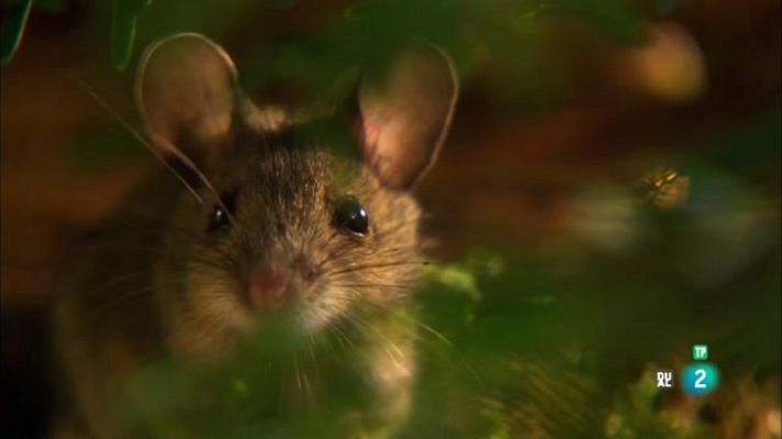 Som Documentals - Cursa de rates