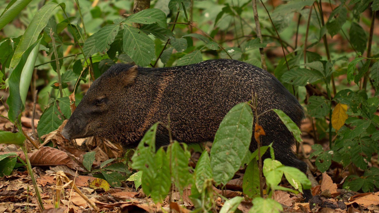 En la Colombia salvaje - Episodio 5: Romeo y Julieta - Ver ahora