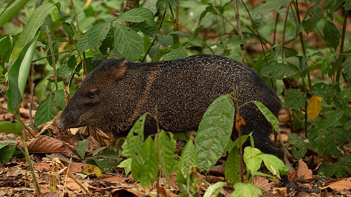 En la Colombia salvaje - Romeo y Julieta