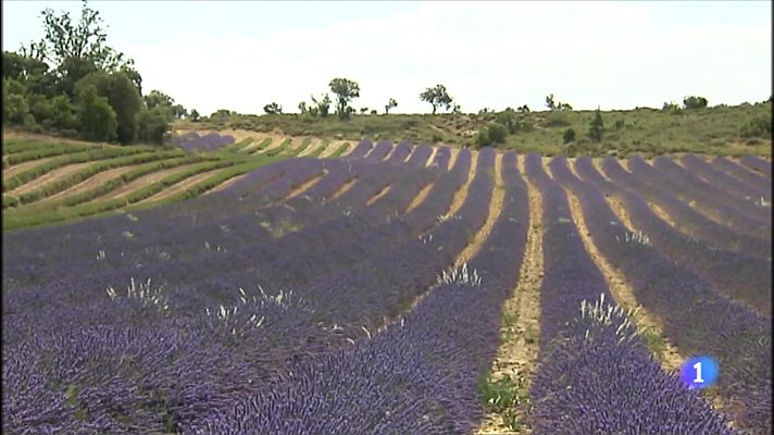  - Destilería de lavanda