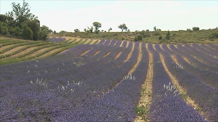  - Lavanda y lavandín en la Alcarria