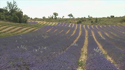Lavanda y lavand�n en la Alcarria | Ver