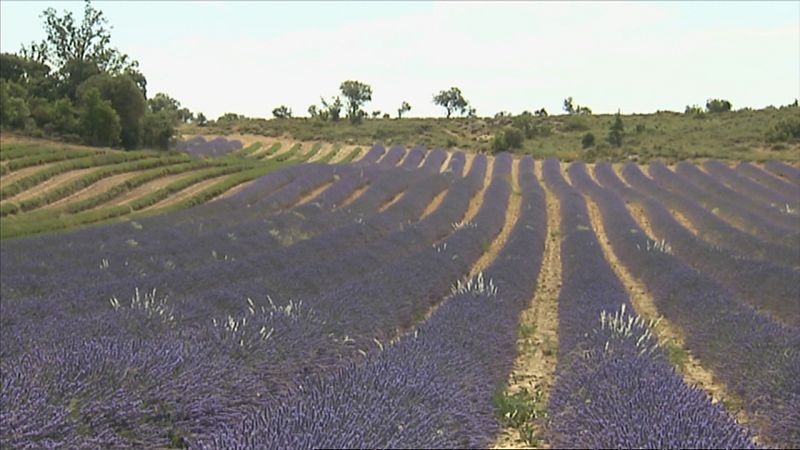 Lavanda y lavandín en la Alcarria | Ver