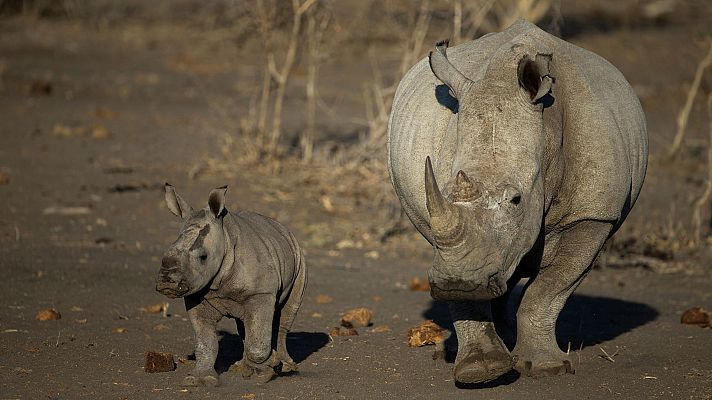 Somos Documentales - El salvaje Sur
