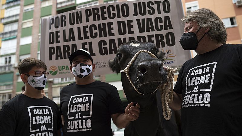 Los ganaderos, en contra de producir leche por debajo de sus costes