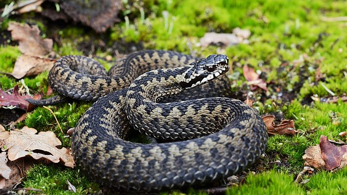 La tarde en 24h - El veneno de víbora, vital como producto farmacológico