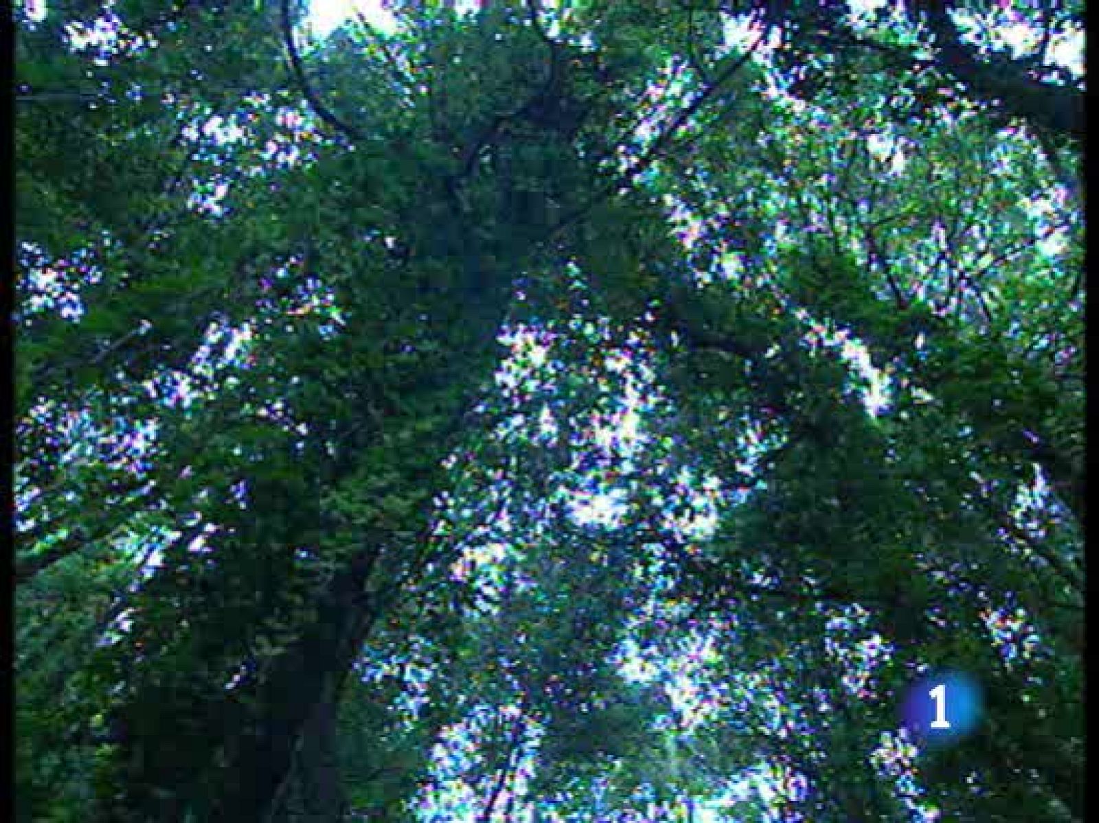 18 millones de hectáreas de la superficie de España están ocupadas por bosques | Ver