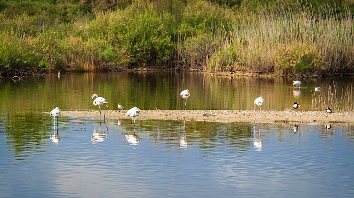 Telediario Fin de Semana - Los flamencos dañan los campos de arroz de la Albufera de Valencia