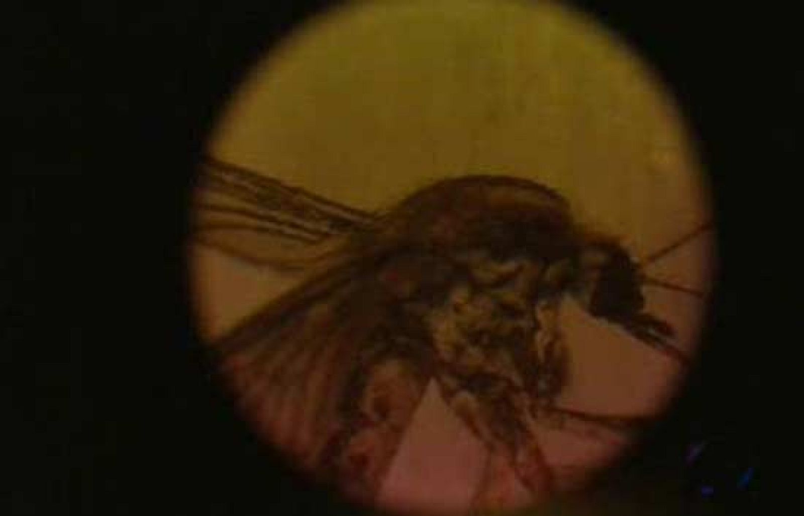 Plaga de mosquitos en la Comunidad Valenciana - Ciencia y tecnología en Rtve.es | Ver