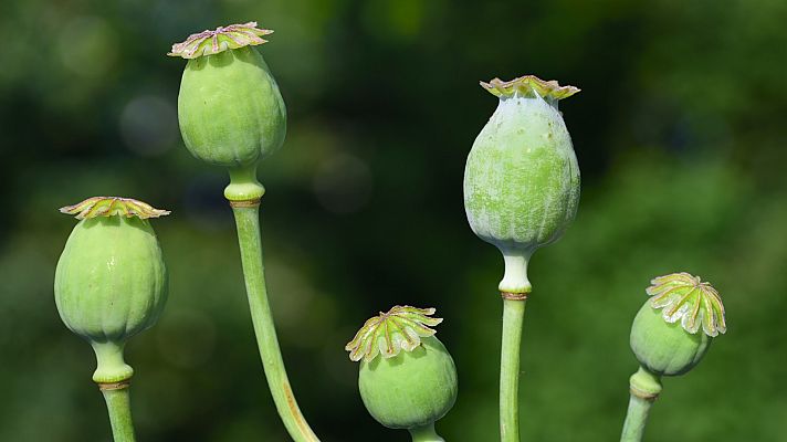 Telediario Fin de Semana - El opio es la principal fuente de ingresos de los talibanes