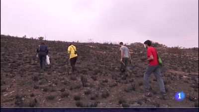 Estudio del suelo quemado para su reforestaci�n | Ver