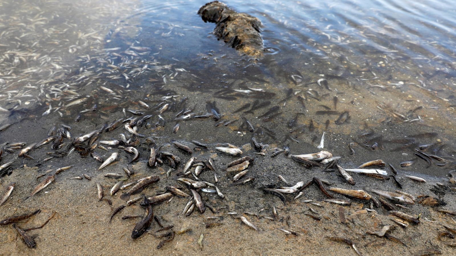 Más peces muertos en el Mar Menor por octavo día
