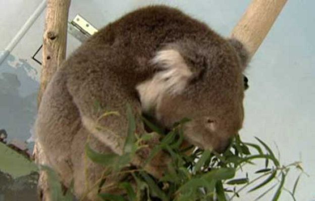  - Una de animales...