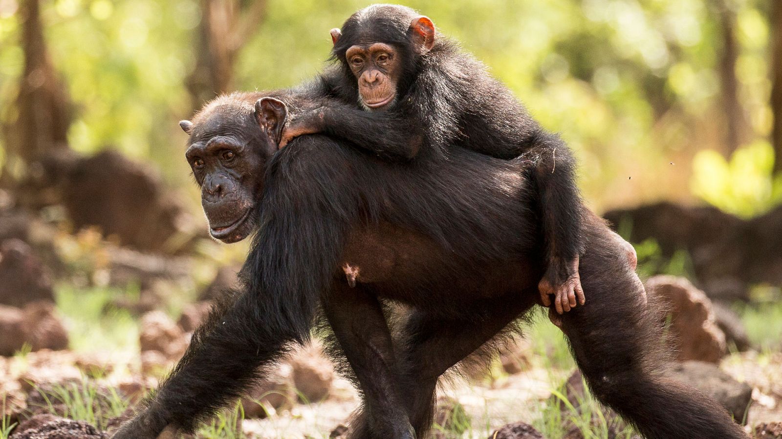 Dinastías - Episodio 1:  Chimpancés - ver ahora