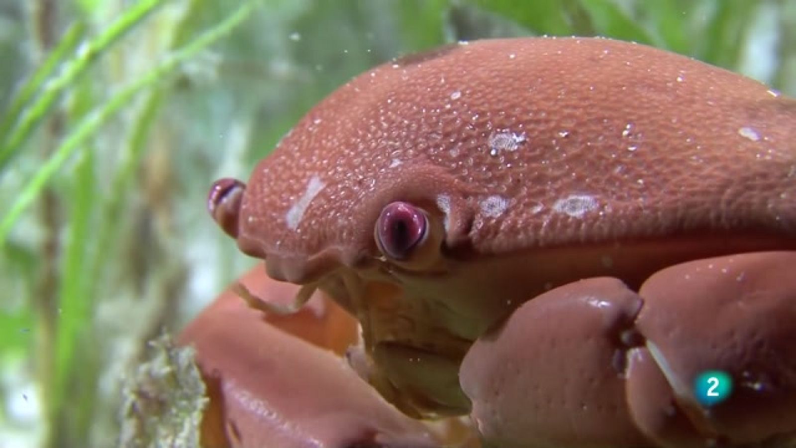 Som documentals - El meravellós món dels crustacis