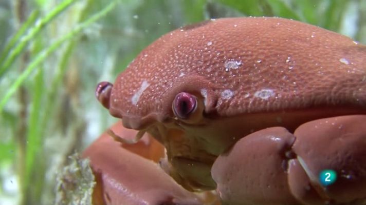 Som Documentals - El meravellós món dels crustacis