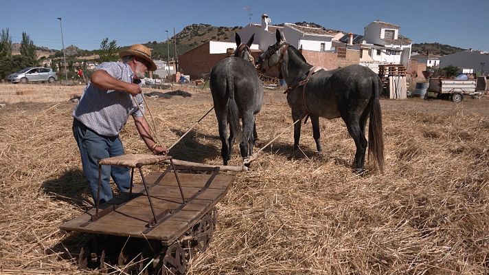 Aquí la Tierra - Celebramos la fiesta de la trilla en Málaga