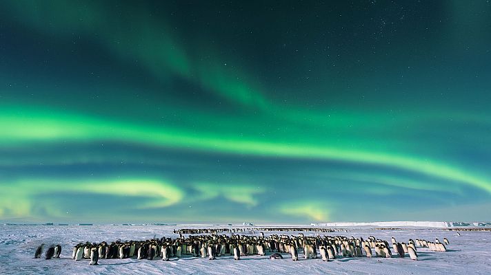 Dinastías - Pingüinos