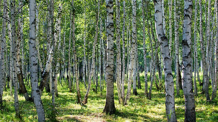 Aquí la Tierra - Juan Plantas nos descubre las propiedades del abedul