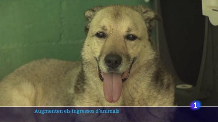 L'Informatiu - Les protectores d'animals omplen de nou les seves gàbies