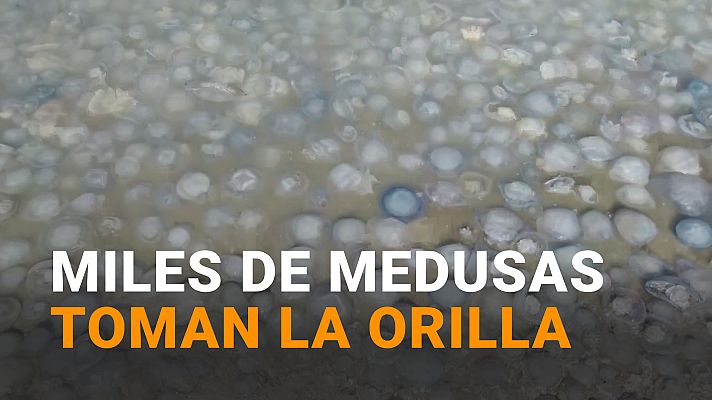 Modo Digital - Medusas pegajosas gigantes invaden algunas playas en Crimea