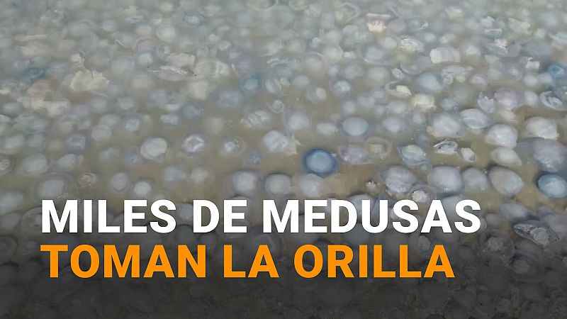 Medusas pegajosas gigantes invaden algunas playas en Crimea - Modo Digital | Ver