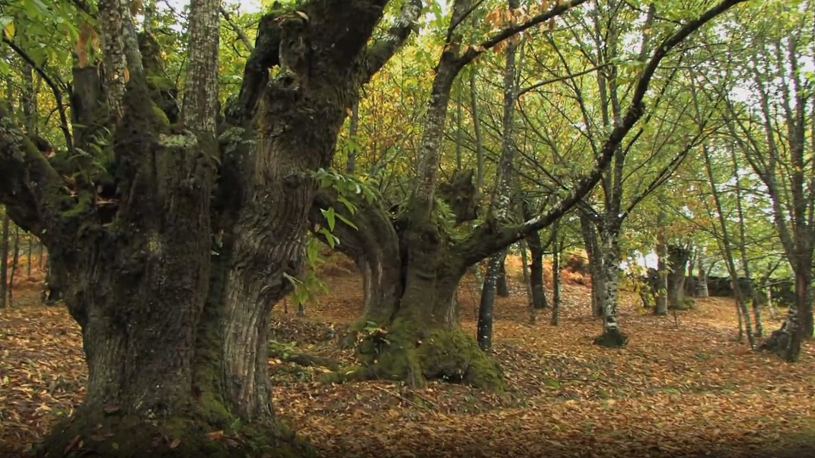 El bosque protector - Castaño: bosque de madera - ver ahora