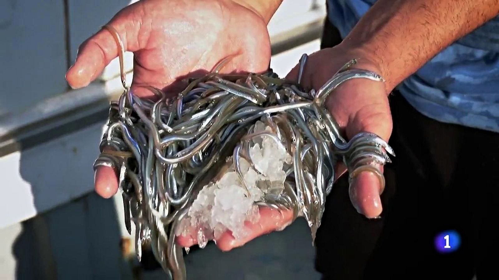 Aquí la Tierra - Te presentamos al pequeño pez sonso, ¿lo has probado alguna vez?